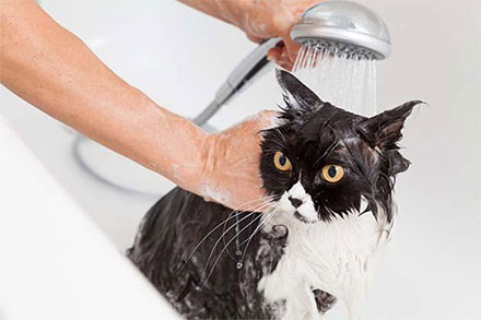 Cat having a bath